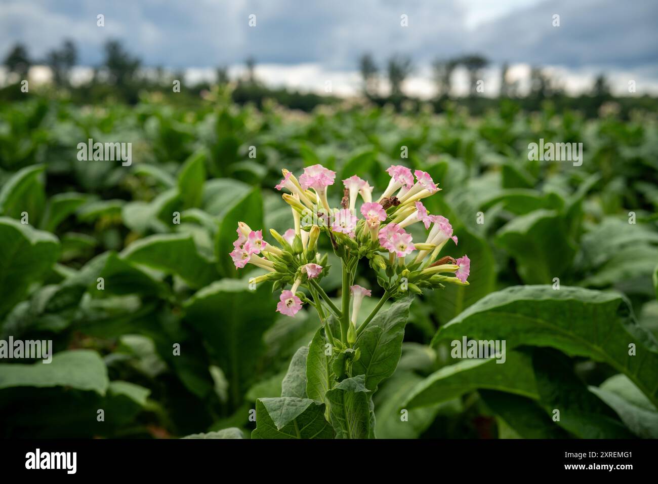 plants de tabac avec des fleurs roses en fleurs en virginie Banque D'Images