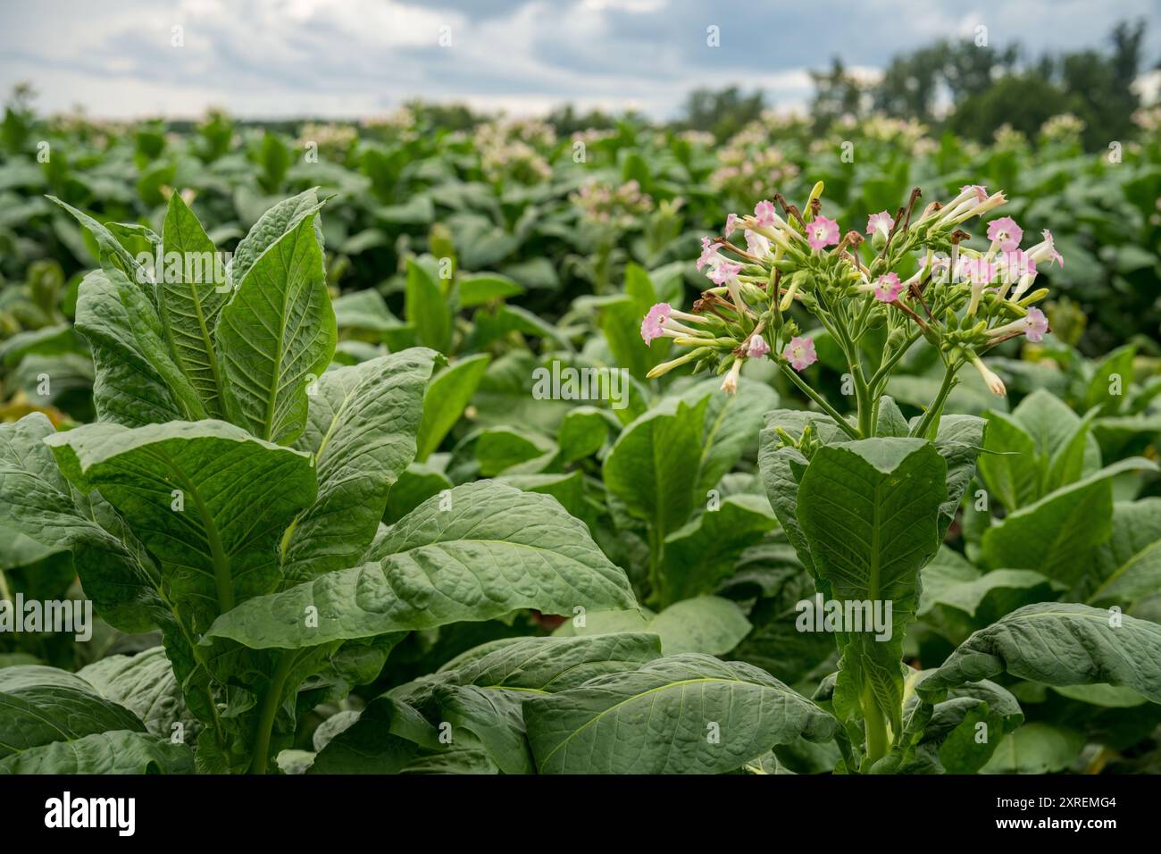 plants de tabac avec des fleurs roses en fleurs en virginie Banque D'Images