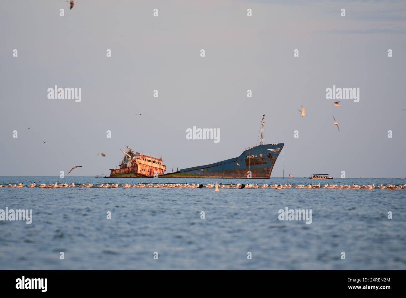 Oiseaux de mer se reposant près de l'épave rouillée MV Turgut Usta, mer Noire, près de Sulina, Roumanie Banque D'Images