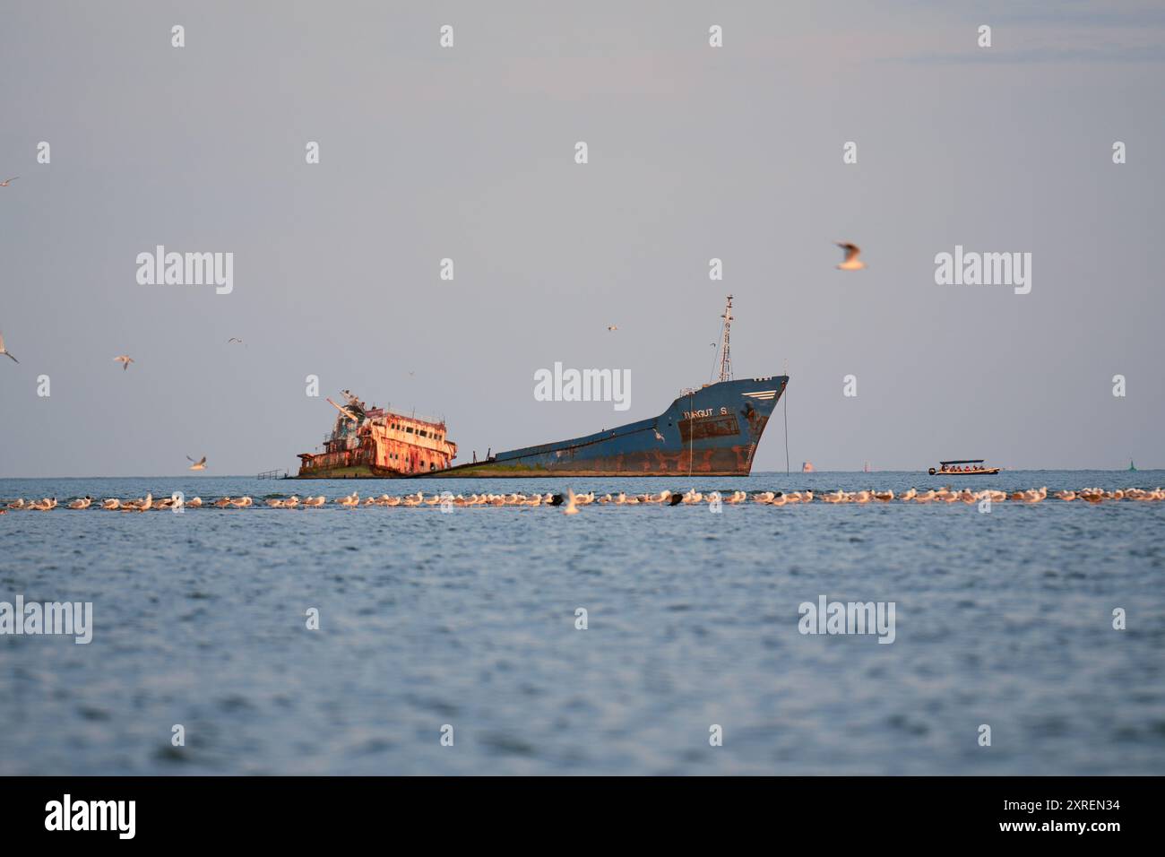 Oiseaux de mer se reposant près de l'épave rouillée MV Turgut Usta, mer Noire, près de Sulina, Roumanie Banque D'Images