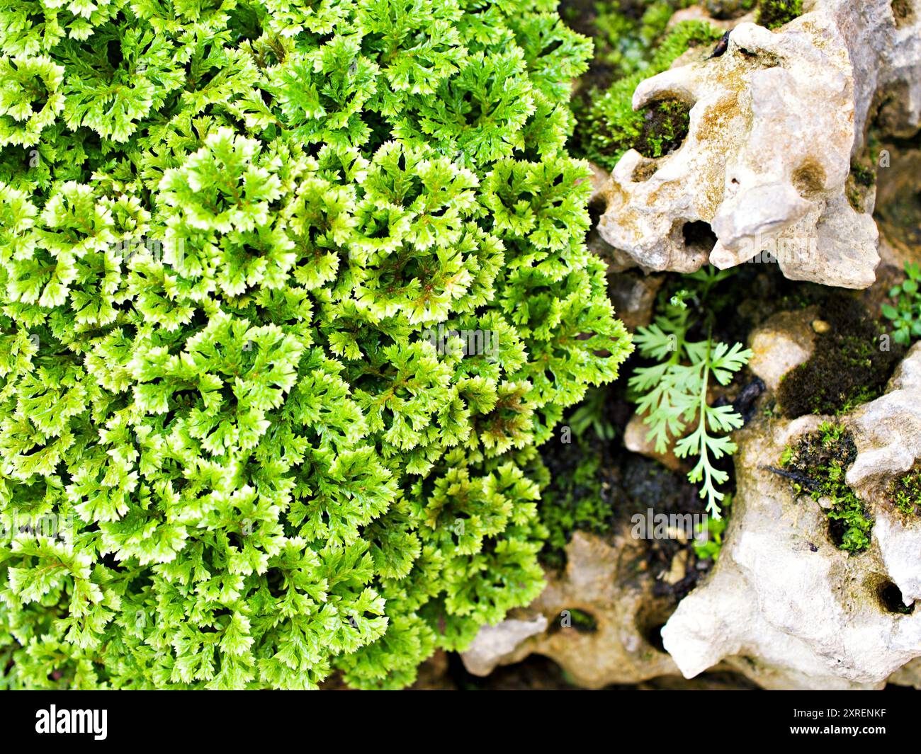 Feuille verte de Selaginella Tamariscina plante de mousse, Selaginella kraussiana Brownii, Selaginellaceae, Krauss'spikemoss, PIN-Cushion, spikemoss, Emeraude i Banque D'Images