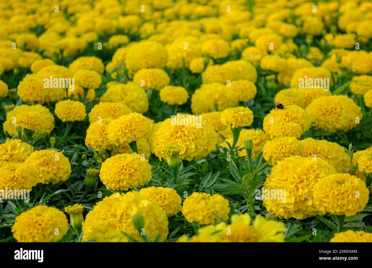 Un fond vibrant de Yellow Marigolds en pleine floraison. Fleurs de Marigold jaune fraîches comme arrière-plan. Beauté naturelle et fond de fête. Banque D'Images