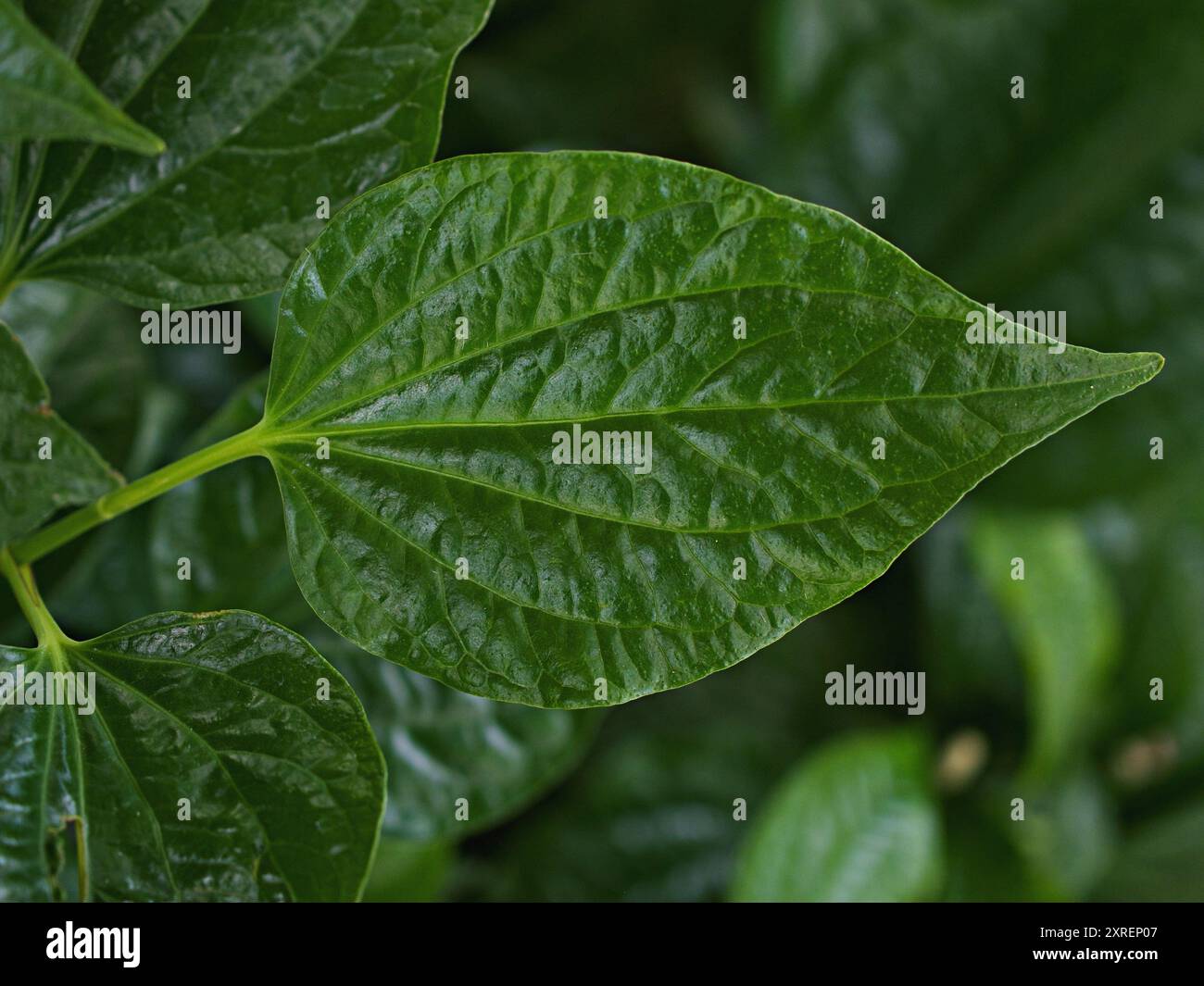 Gros plan plante de bétel verte, Piper betle, Piperaceae, qui comprend le poivre et le kava, Paan, Piper sarmentosum plante d'herbe, Cha plu Banque D'Images