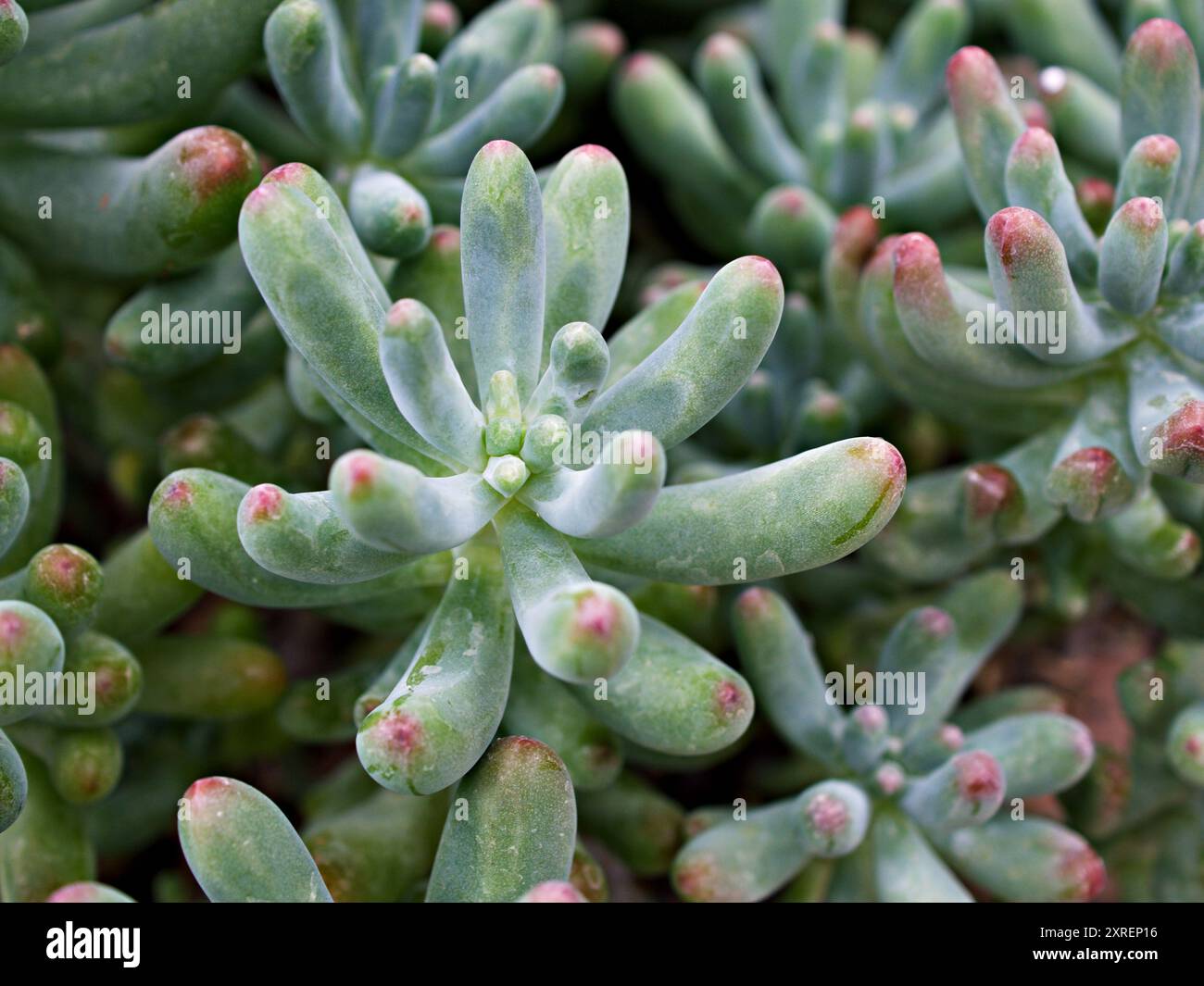 Plante succulente Jelly Bean , Sedum rubrotinctum ou Sedum , porc et haricots , Crassulaceae avec un foyer doux , plante macro succulente , les feuilles changent de couleur Banque D'Images