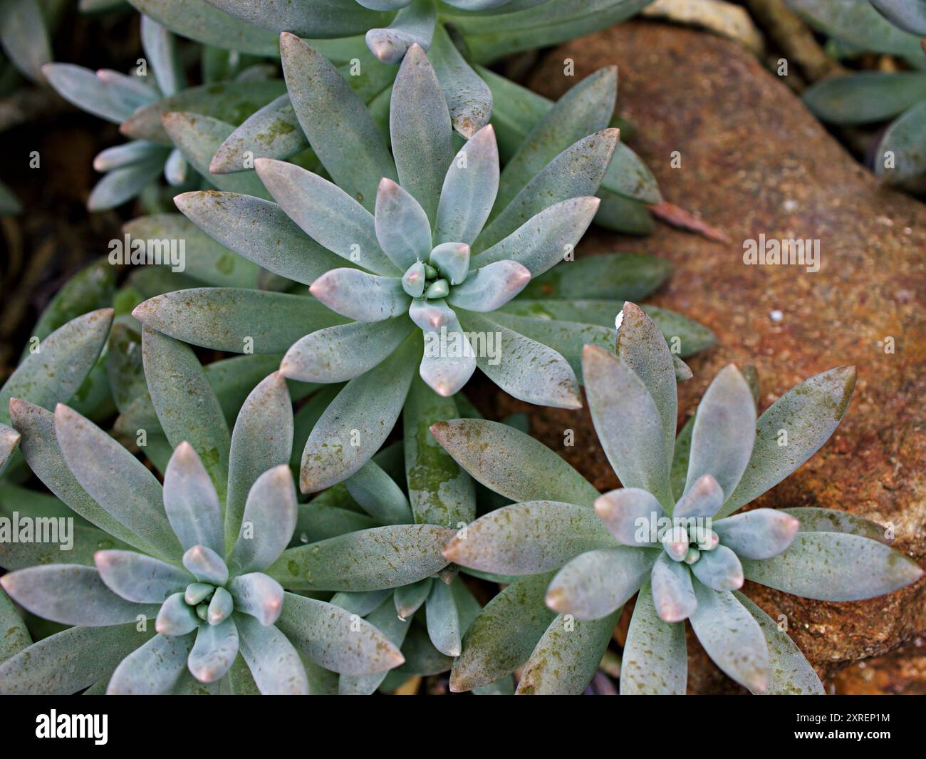 Gros plan plante succulente Pachyphytum hookeri variegata ,Salm Dyck présente des feuilles succulentes argentées bleu-vert ,Pachyphytum hookeri variées ,pointues Banque D'Images