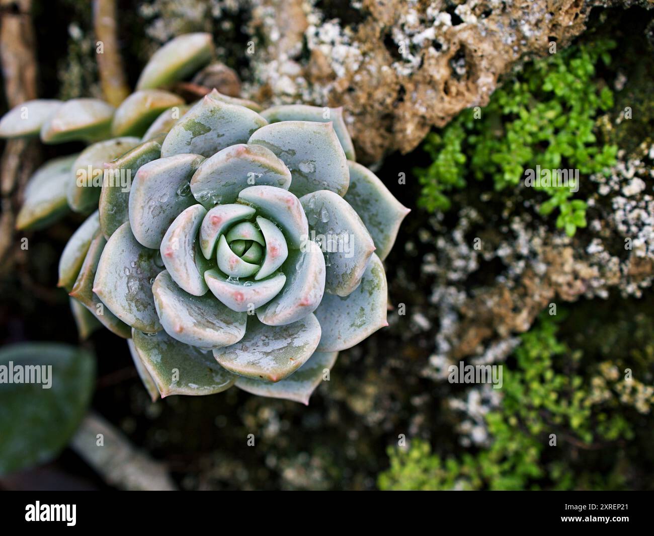 Plante macro succulente de cactus , Echeveria elegans , chou rose , rosettes à feuilles épaisses , Echeveria Apus , pétales de rose en forme , famille des Crassulaceae fleerin Banque D'Images