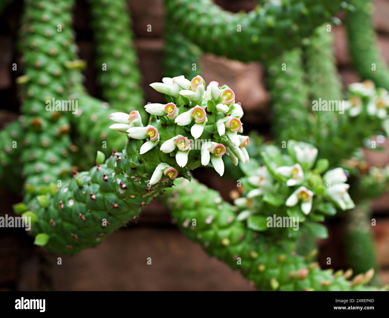 Aporocactus Flagelliformis lem ,plante de cactus queue de rat ,cactacées cactus de râteau ,Disocactus flagelliformis cereus ,plantes succulentes ,feuilles roses ,gree Banque D'Images