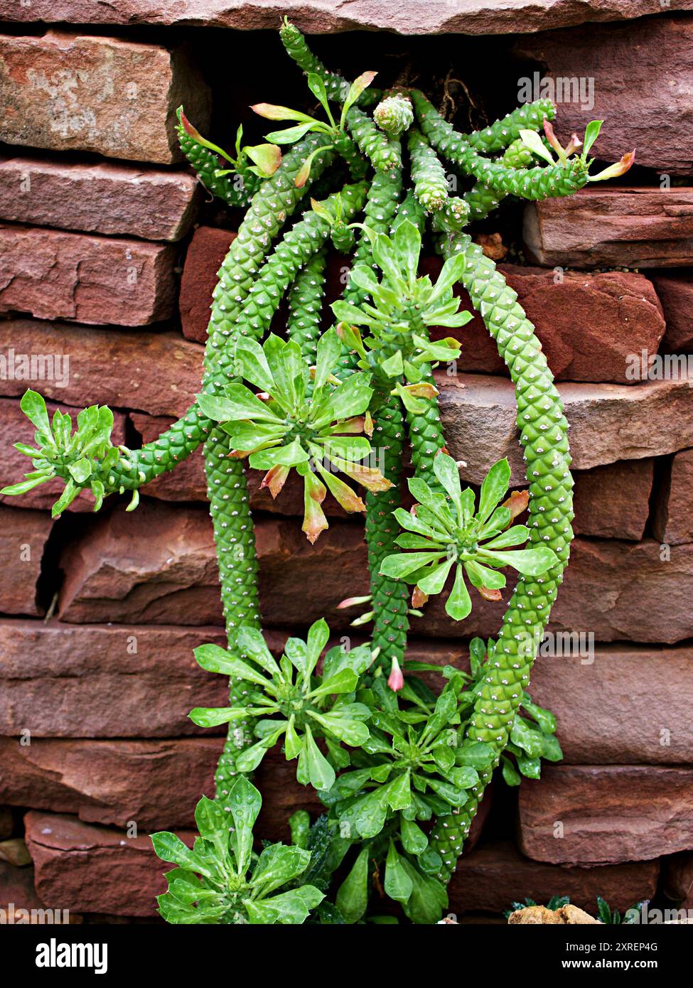 Aporocactus Flagelliformis lem ,plante de cactus queue de rat ,cactacées cactus de râteau ,Disocactus flagelliformis cereus ,plantes succulentes ,feuilles roses ,gree Banque D'Images