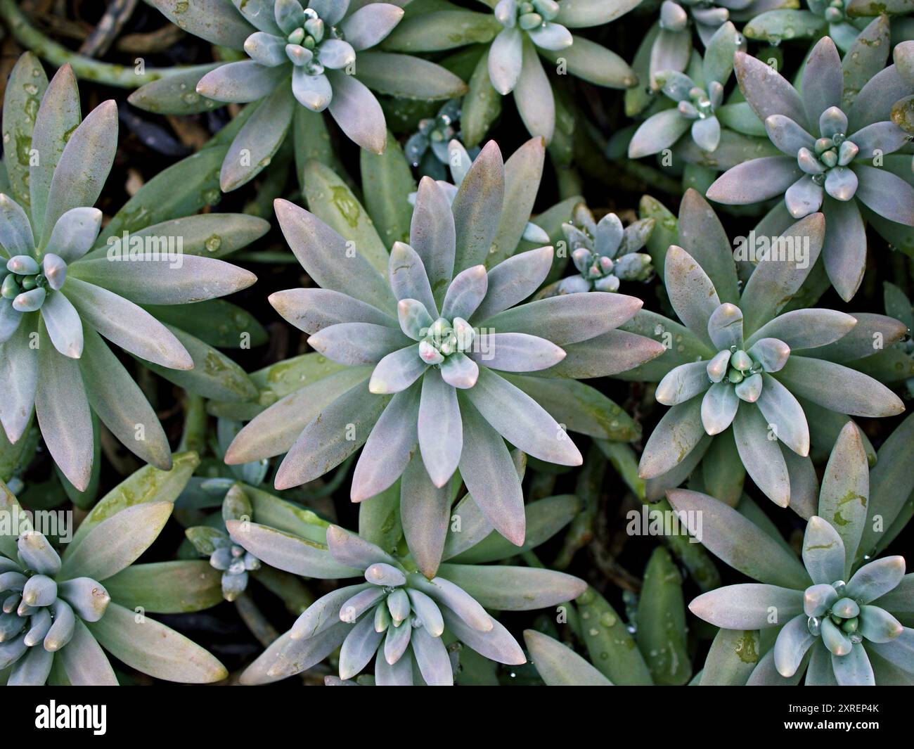 Gros plan plante succulente Pachyphytum hookeri variegata ,Salm Dyck présente des feuilles succulentes argentées bleu-vert ,Pachyphytum hookeri variées ,pointues Banque D'Images