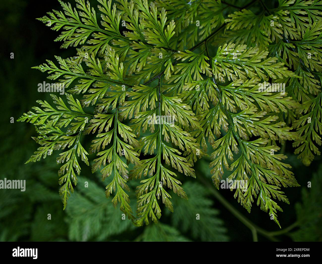 Feuilles macro vertes Davallia canariensis , fougère à pied de lapin , Selaginella involvens , fougère à poil des Appalaches , fougère filmée Banque D'Images