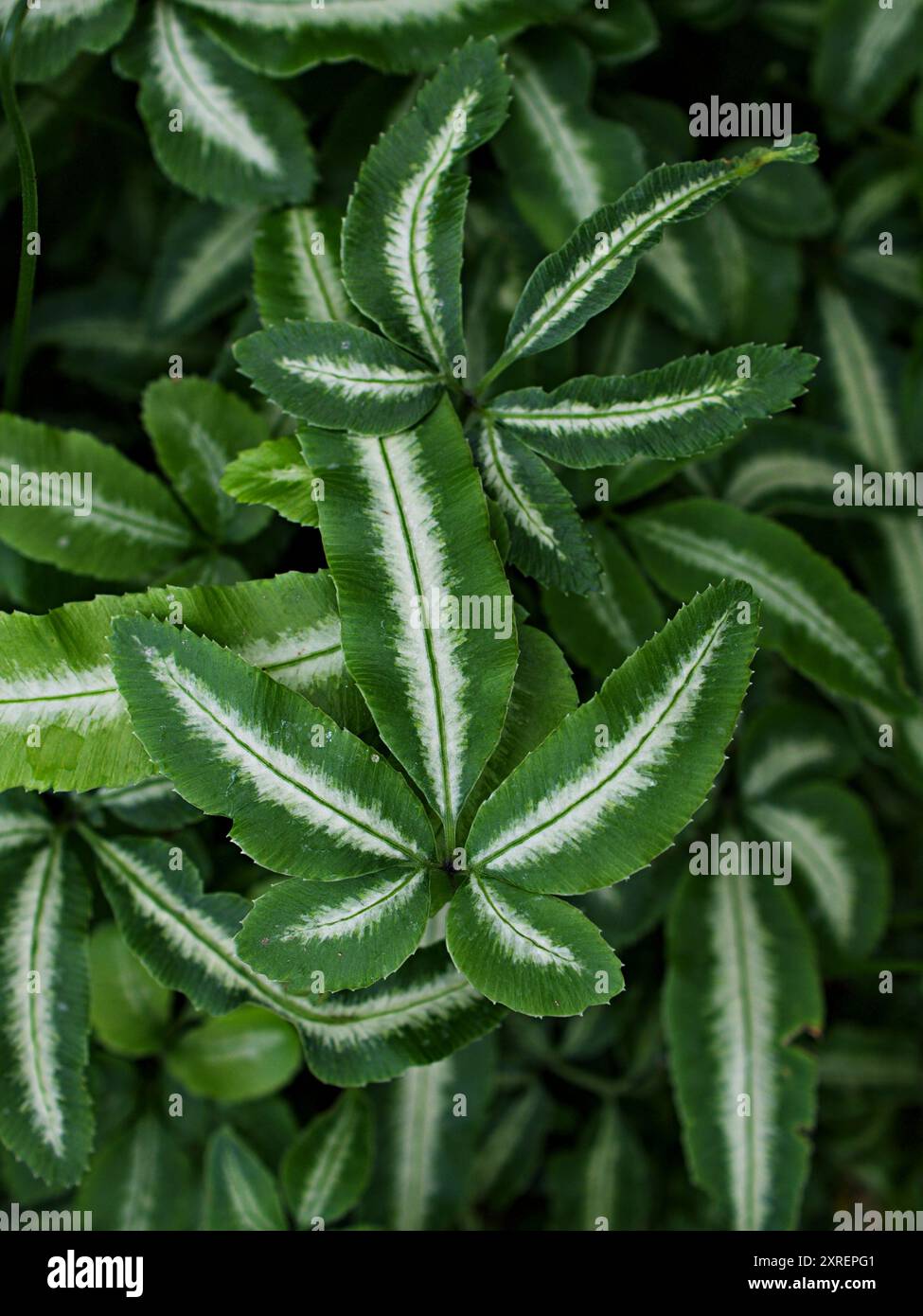 Feuille verte de la plante de fougère, dentelle d'argent plantes d'intérieur de fougère, observation Pteris cretica Albo lineata, Albolineat, fougère de frein crétois variée, Ribb de groupe Banque D'Images