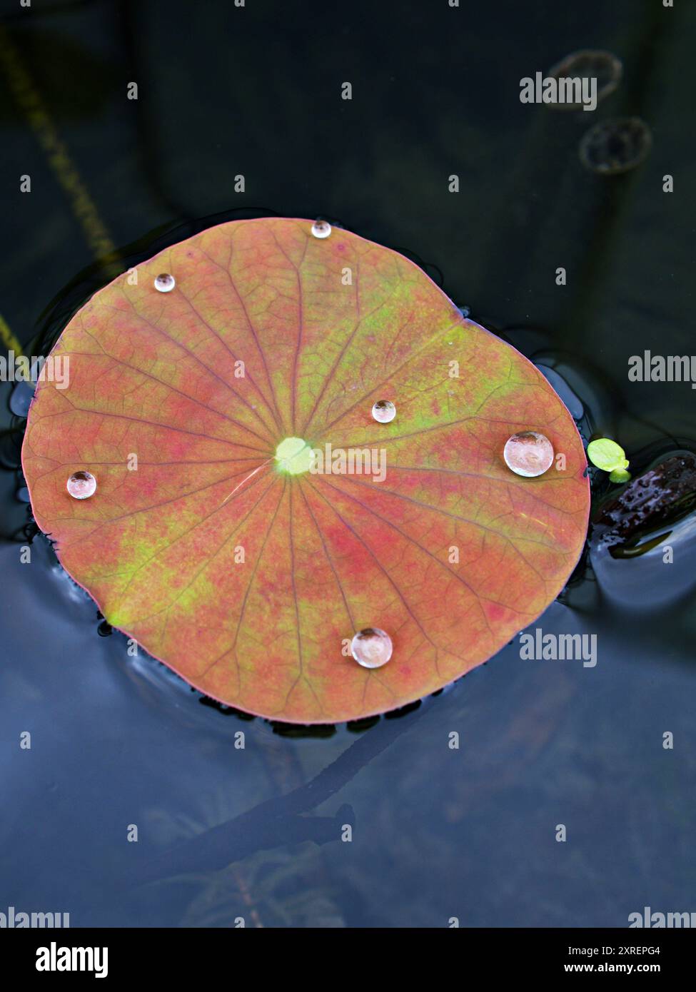 Feuillage vert en gros plan de feuilles de nénuphar , Nymphaeaceae plante de feuilles vertes de nénuphars Banque D'Images