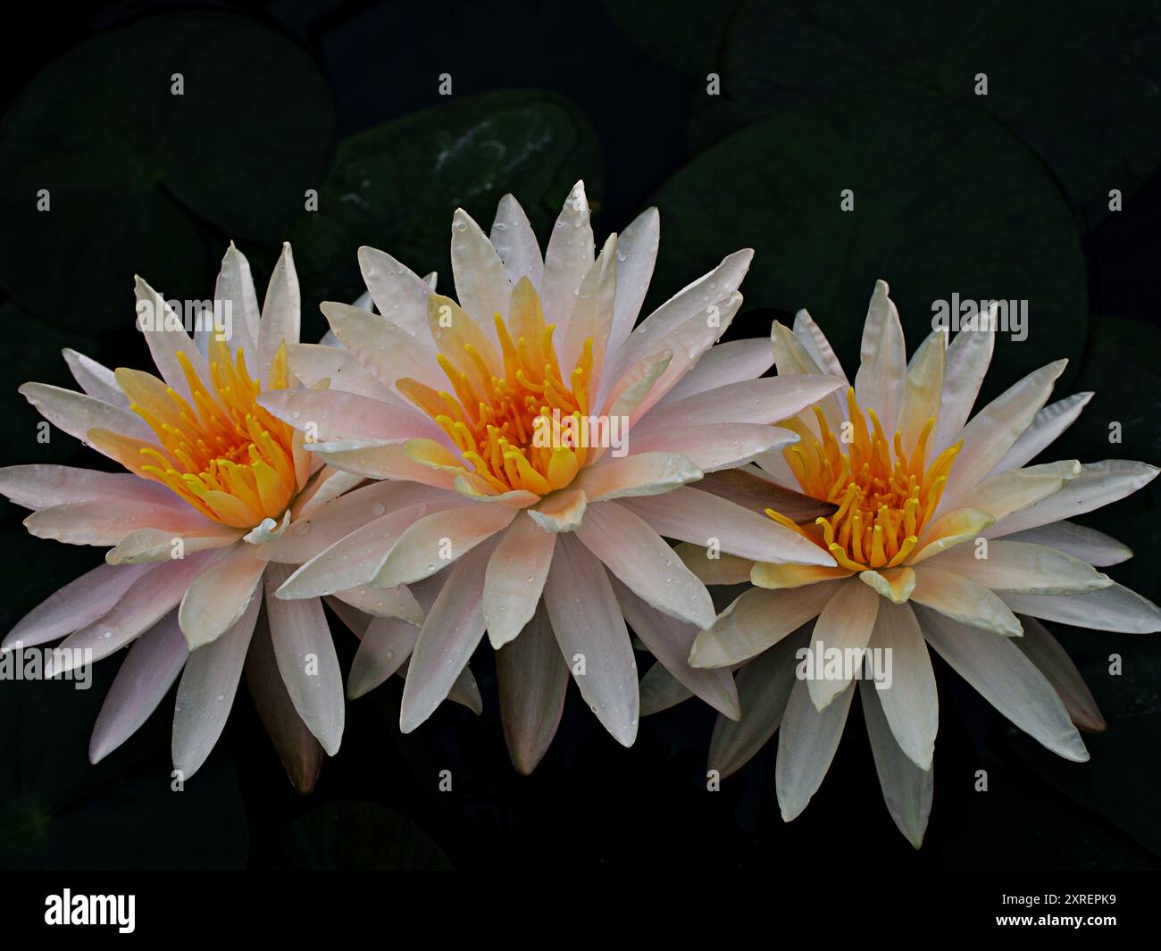 Fleur jaune Nymphaea nouchali var. Caerulea ,plantes de lotus égyptiennes ,Nymphaeaceae Banque D'Images