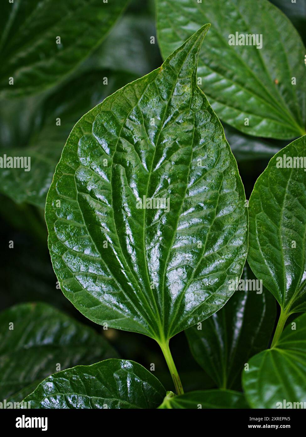 Gros plan plante de bétel verte, Piper betle, Piperaceae, qui comprend le poivre et le kava, Paan, Piper sarmentosum plante d'herbe, Cha plu Banque D'Images