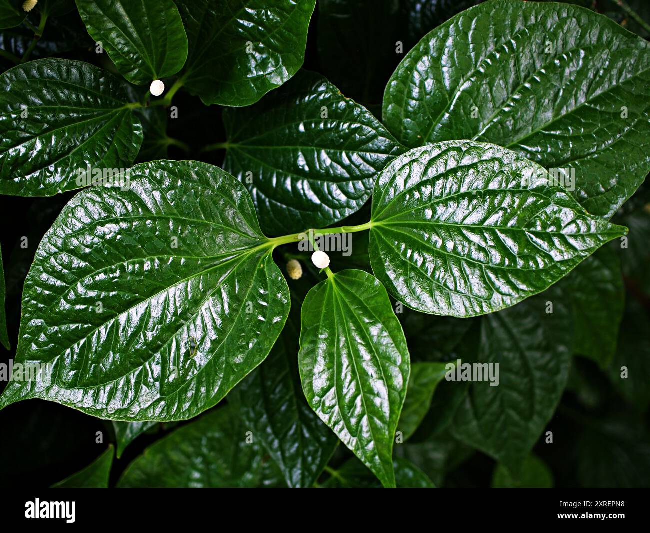 Gros plan plante de bétel verte, Piper betle, Piperaceae, qui comprend le poivre et le kava, Paan, Piper sarmentosum plante d'herbe, Cha plu Banque D'Images