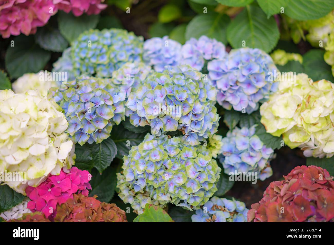 Hydrangea macrophylla tête de fleur violette brillante en gros plan. Fleur violette Hortensia. Plante française en floraison d'hortensia. Banque D'Images