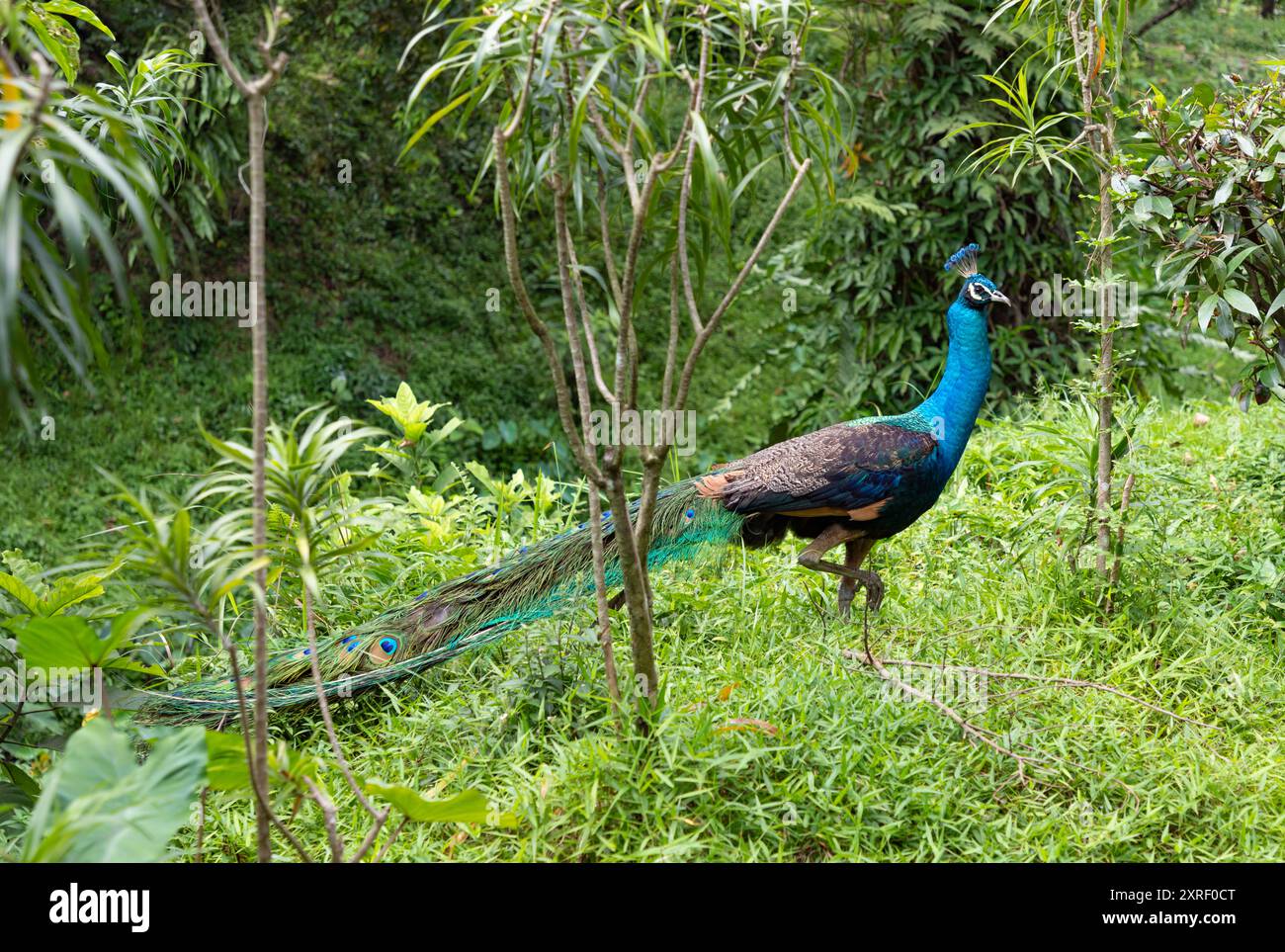 Une photo d'un paon autour de la verdure au KL Bird Park. Banque D'Images