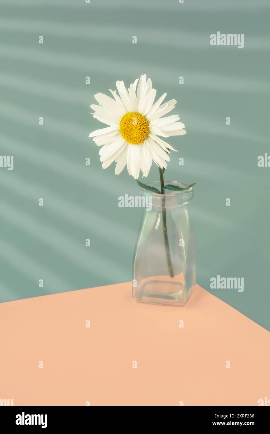 Un Leucanthemum dans un vase en verre Banque D'Images