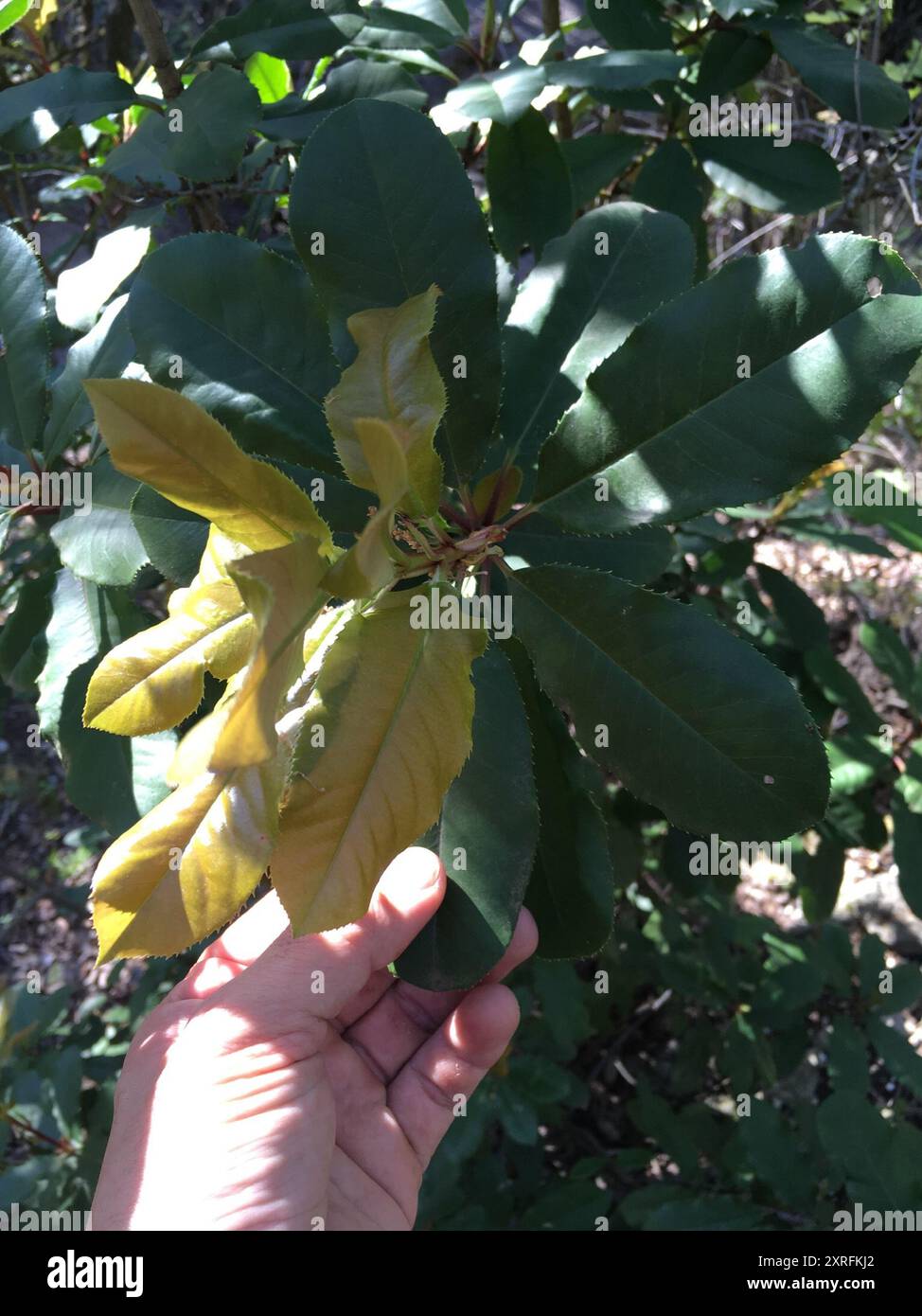 Photinia chinoise (Photinia serratifolia) Plantae Banque D'Images