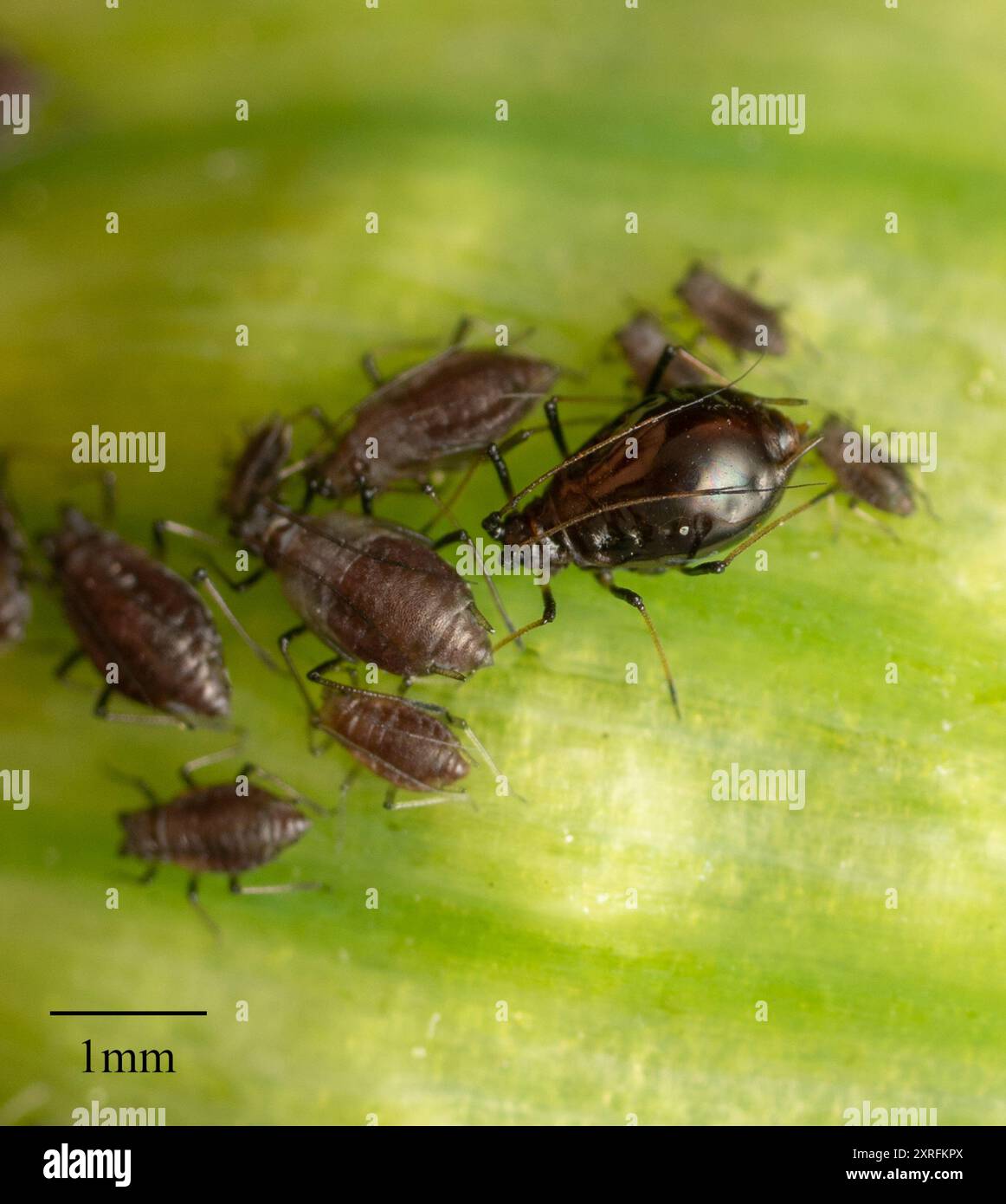 Puceron de l'oignon (Neotoxoptera formosana) Insecta Banque D'Images