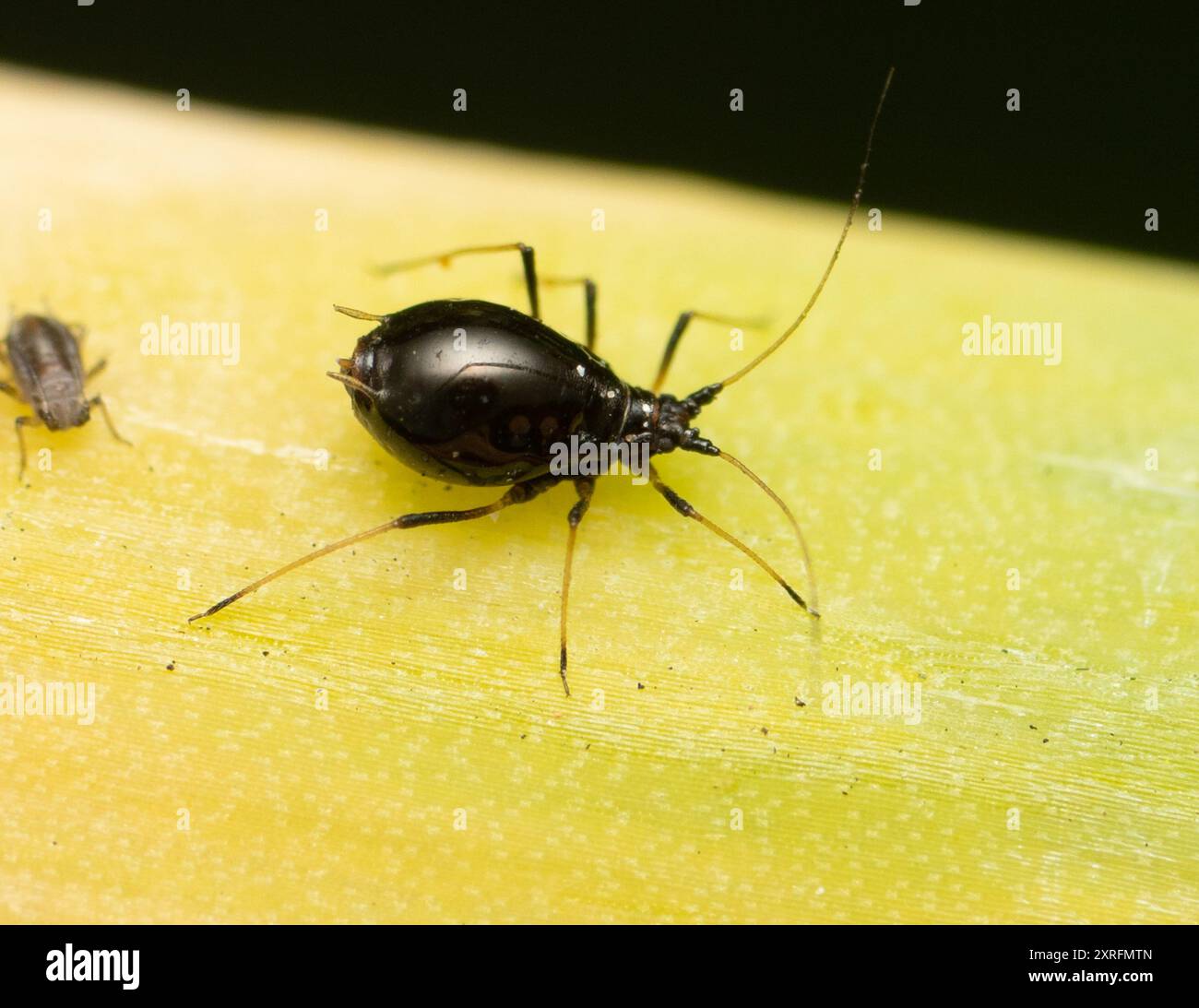 Puceron de l'oignon (Neotoxoptera formosana) Insecta Banque D'Images