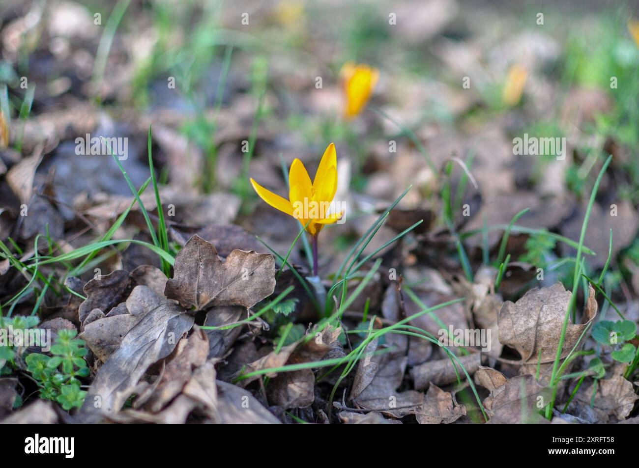 Tissu d'or Crocus (Crocus angustifolius) Plantae Banque D'Images