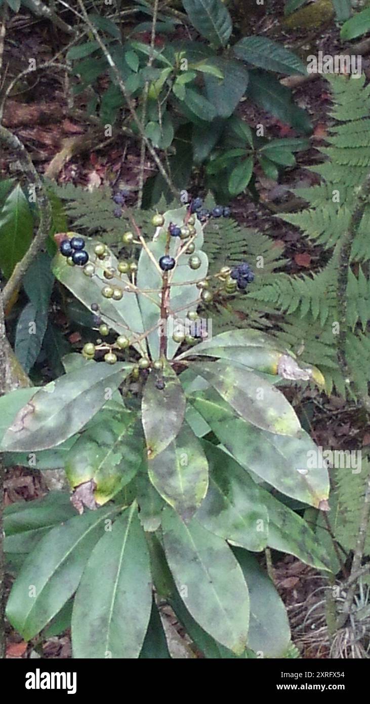 Marlberry (Ardisia escallonioides) Plantae Banque D'Images