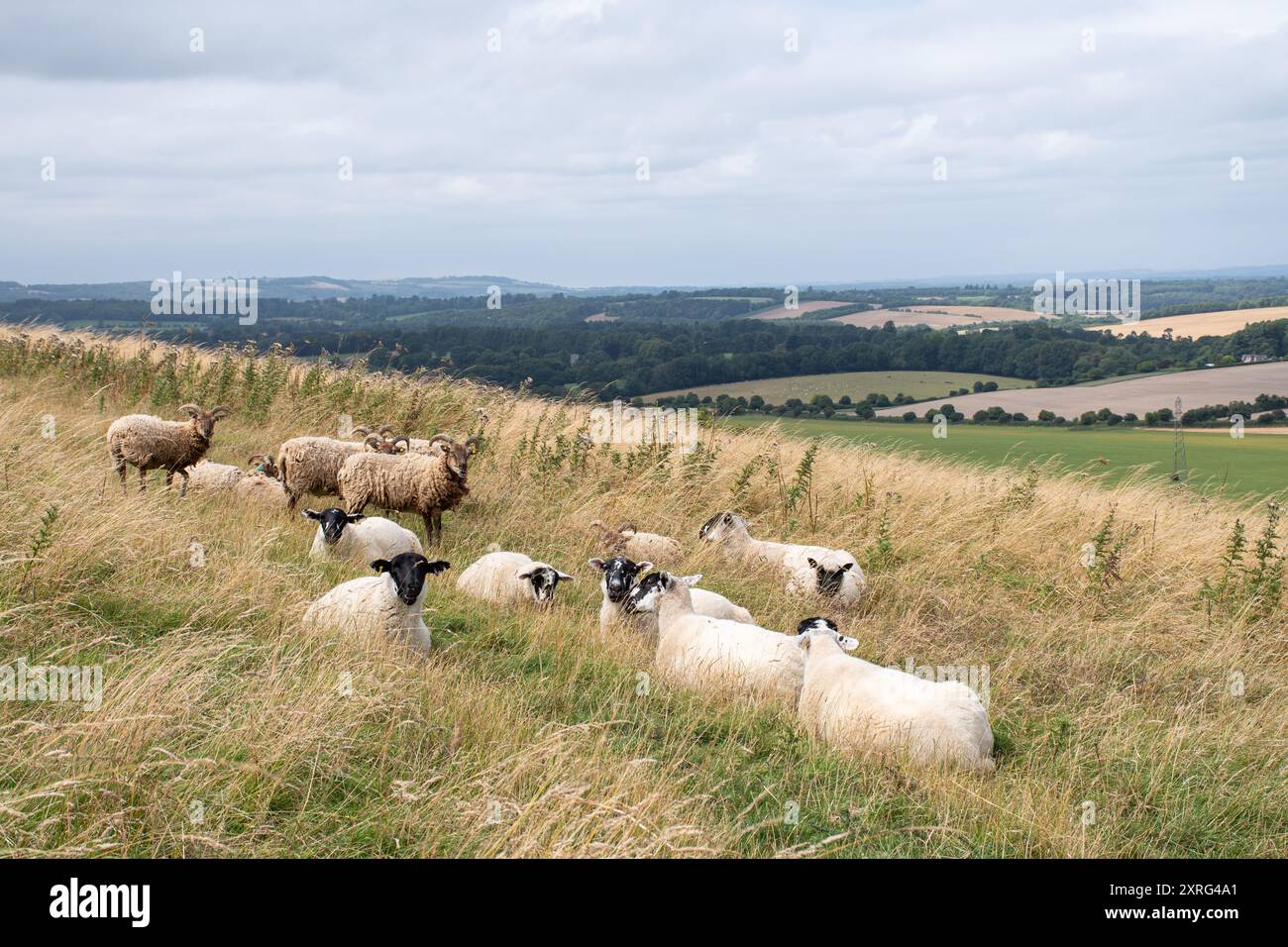 Sheep Grazing Watership Down dans les North Hampshire Downs près de Kinsclere, Hampshire, Angleterre, Royaume-Uni Banque D'Images