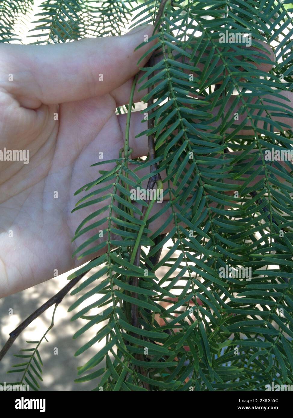 Mesquite chilien (Neltuma chilensis) Plantae Banque D'Images