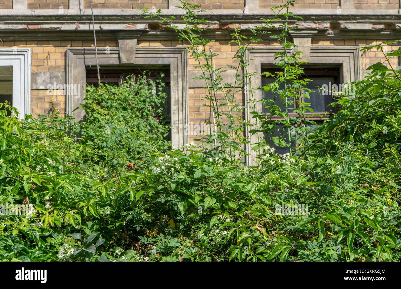Détail d'une maison inhabitée avec de hauts buissons et des plantes grimpantes Banque D'Images