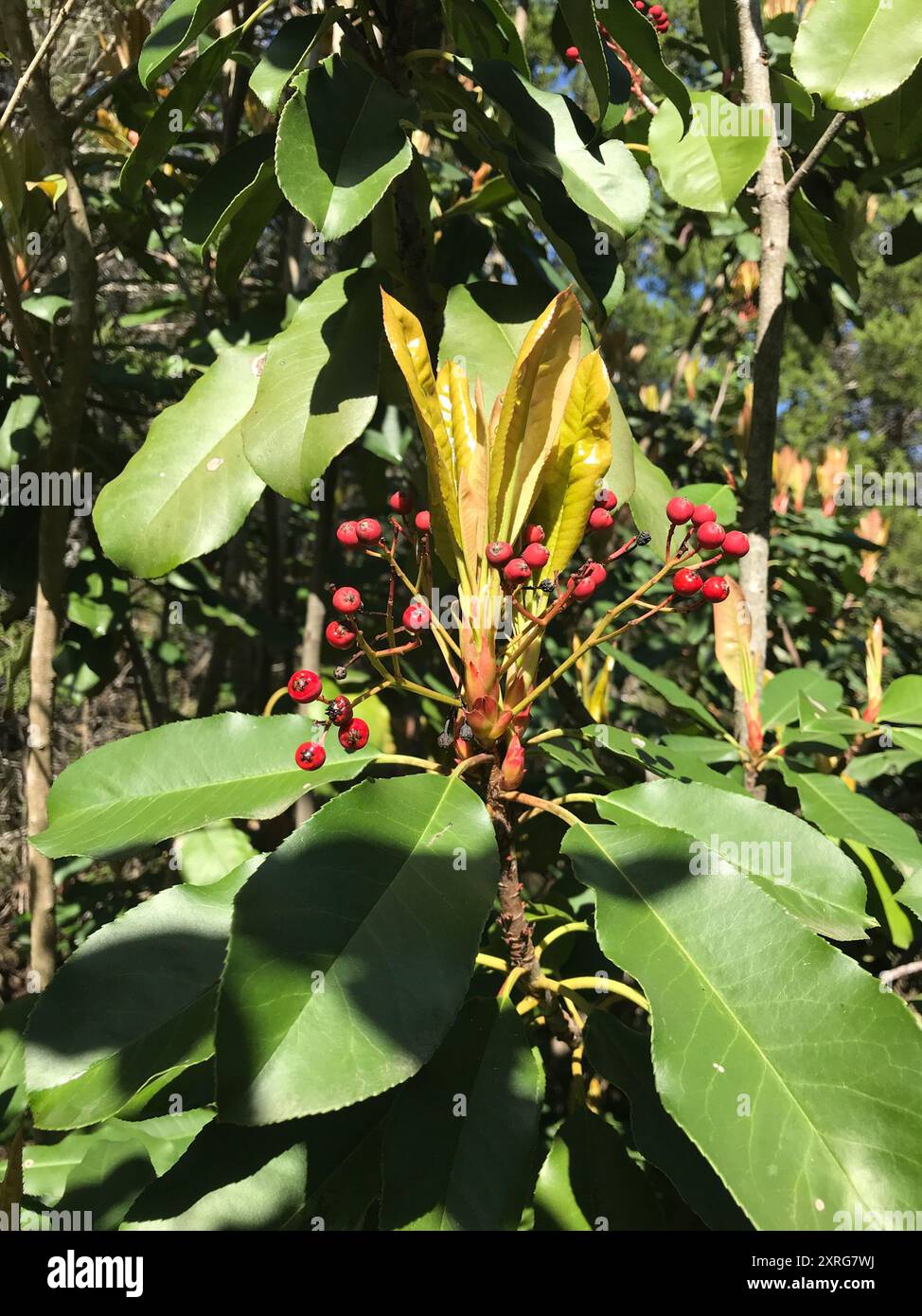 Photinia chinoise (Photinia serratifolia) Plantae Banque D'Images