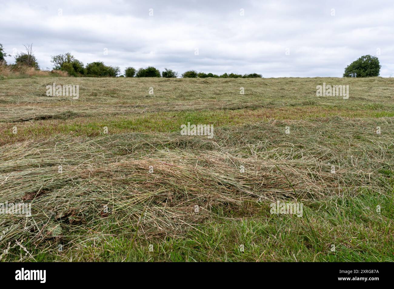 Champ d'herbe fraîchement coupée pour la fabrication de foin, fin d'été, Hampshire, Angleterre, Royaume-Uni Banque D'Images