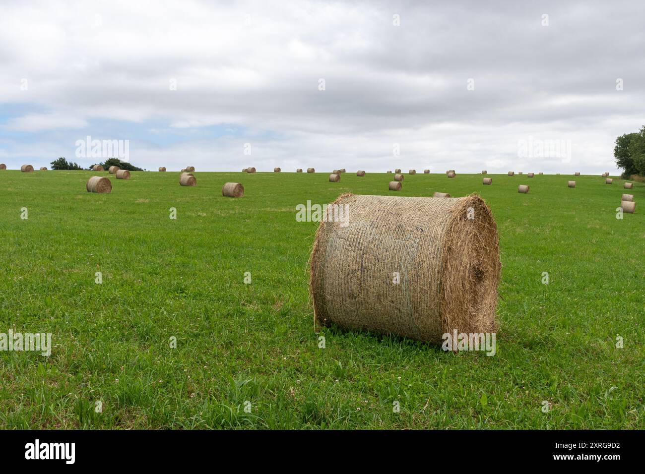 Balles de foin dans le champ à la fin de l'été, North Hampshire Downs près de Kingsclere, Hampshire, Angleterre, Royaume-Uni Banque D'Images