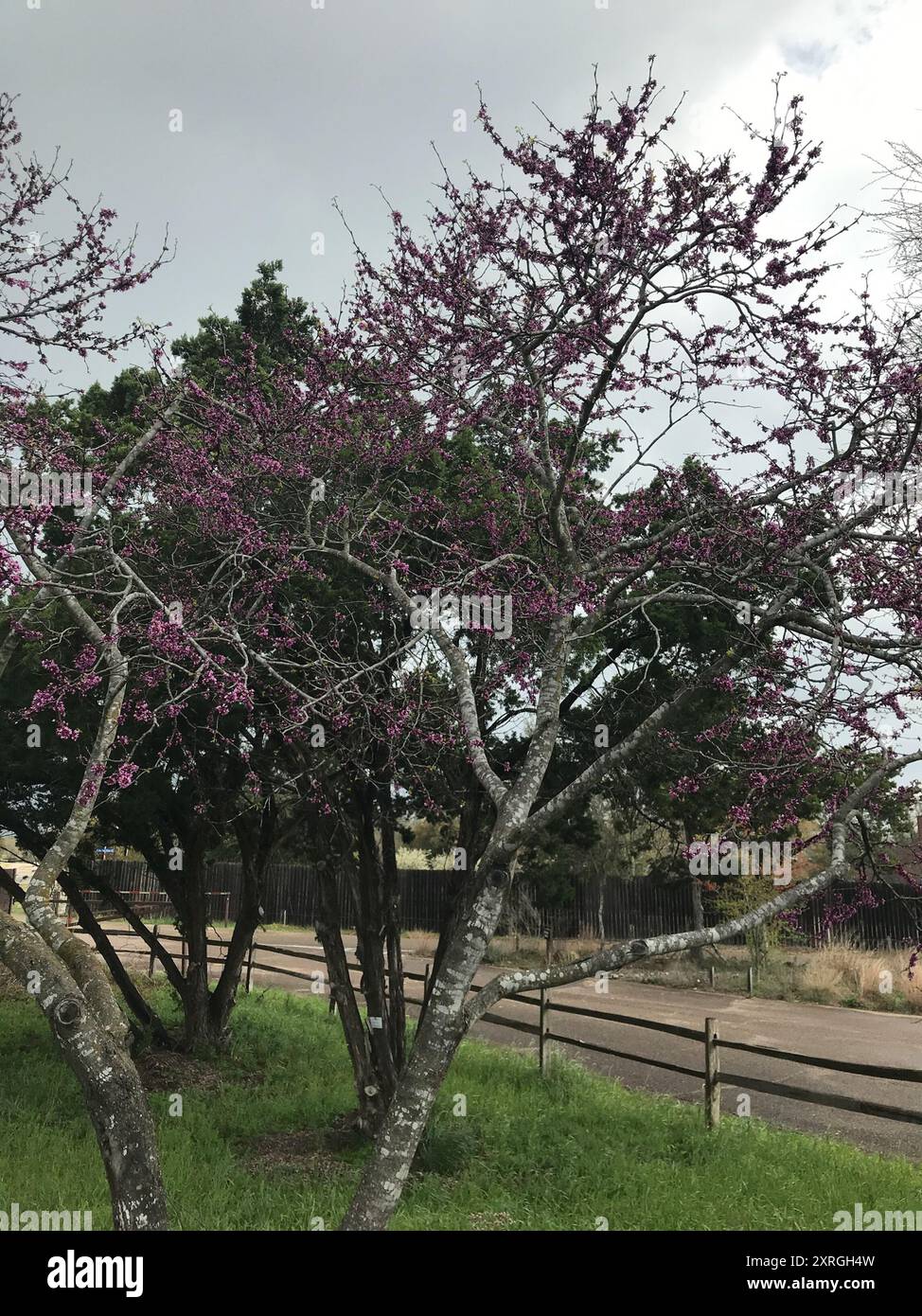 Rougeole du Texas (Cercis canadensis texensis) Plantae Banque D'Images