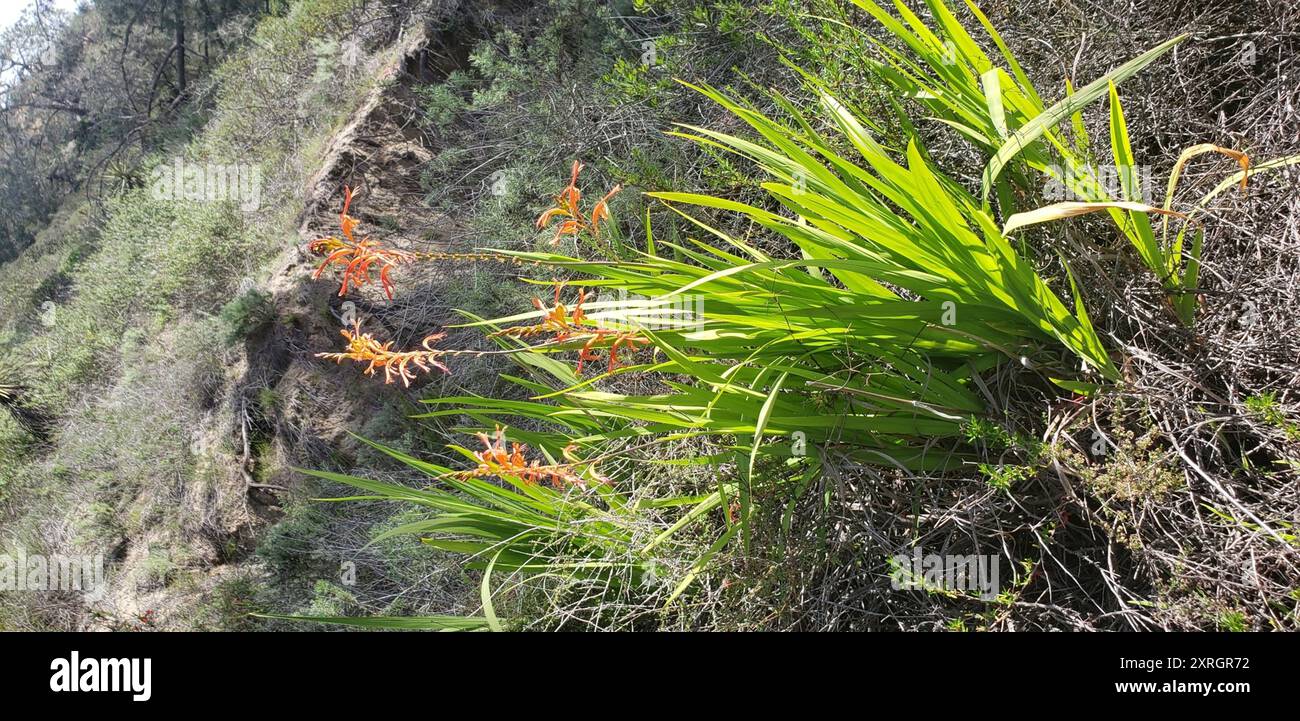 Drapeau africain (Chasmanthe floribunda) Plantae Banque D'Images