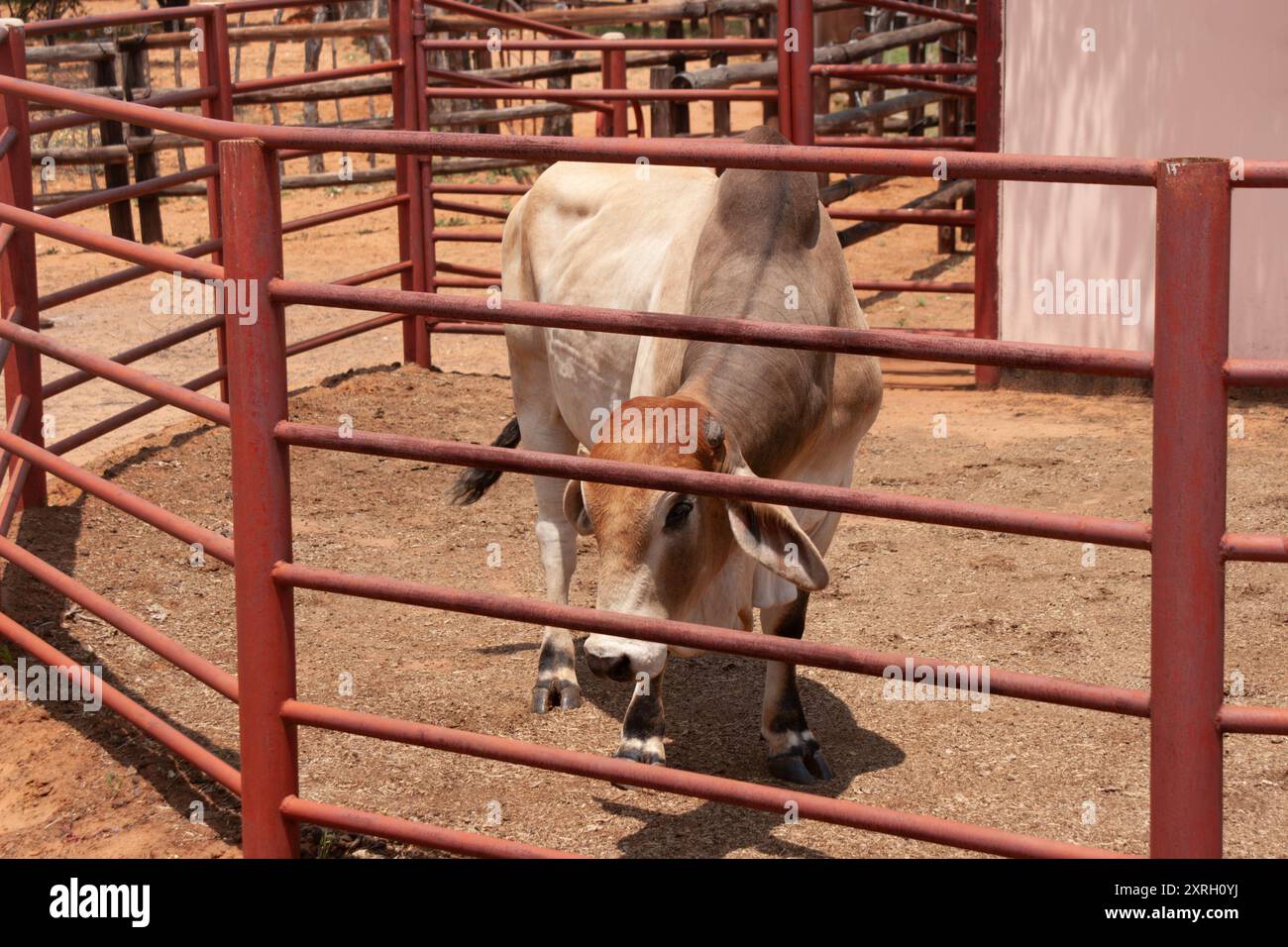 bétail brahman à vendre dans les enchères de foire agricole, vache primée, race africaine Banque D'Images