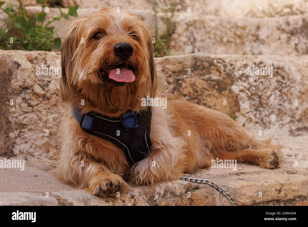 Petit et adorable chien mongrel repose sur une marche dans les ruelles historiques de Bocairent, Espagne Banque D'Images