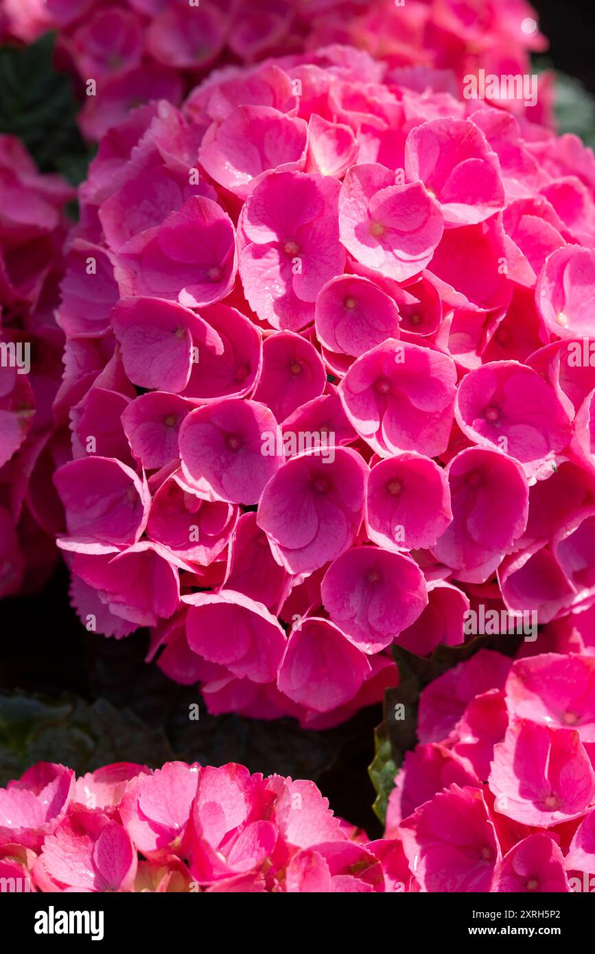 Tête de balai rose foncé tête de fleur d'hortensia dans le soleil de fin d'été Banque D'Images