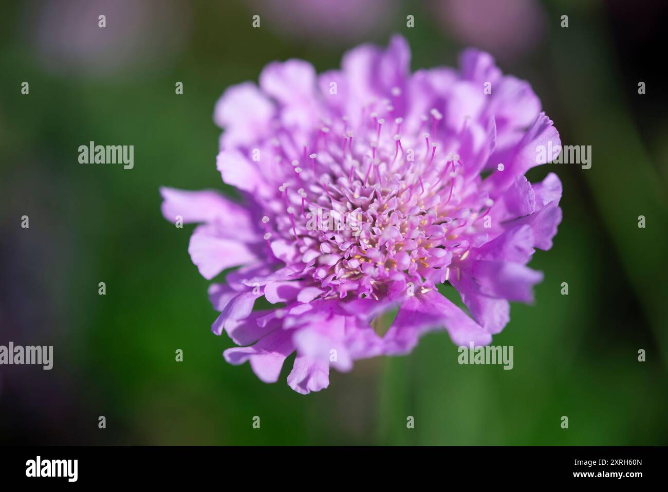 Fleur de Scabiosa 'Kudo Pink' en gros plan. Une floraison pérenne pendant de nombreux mois au cours de l'été. Banque D'Images