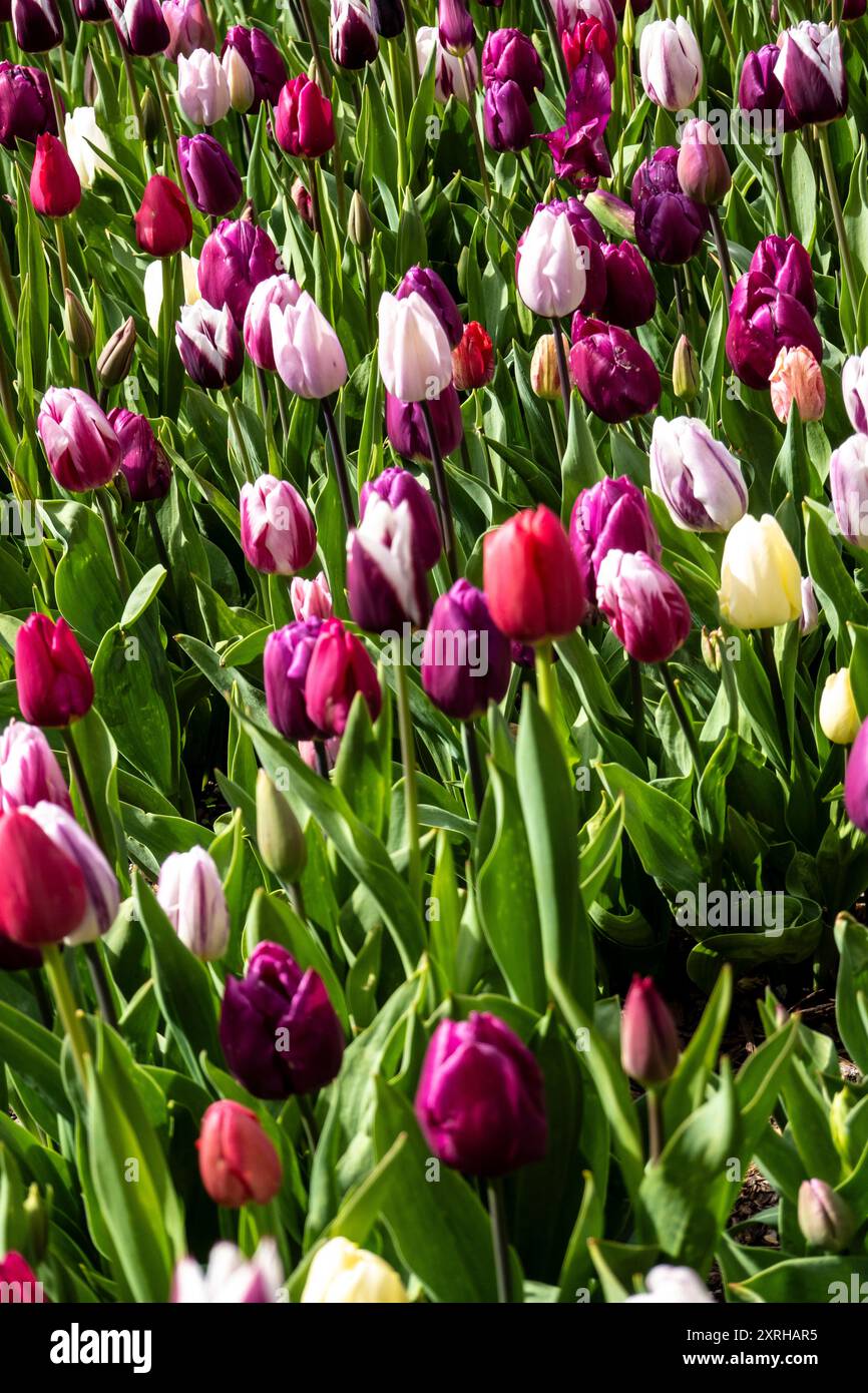 Lit de tulipes colorées Banque D'Images