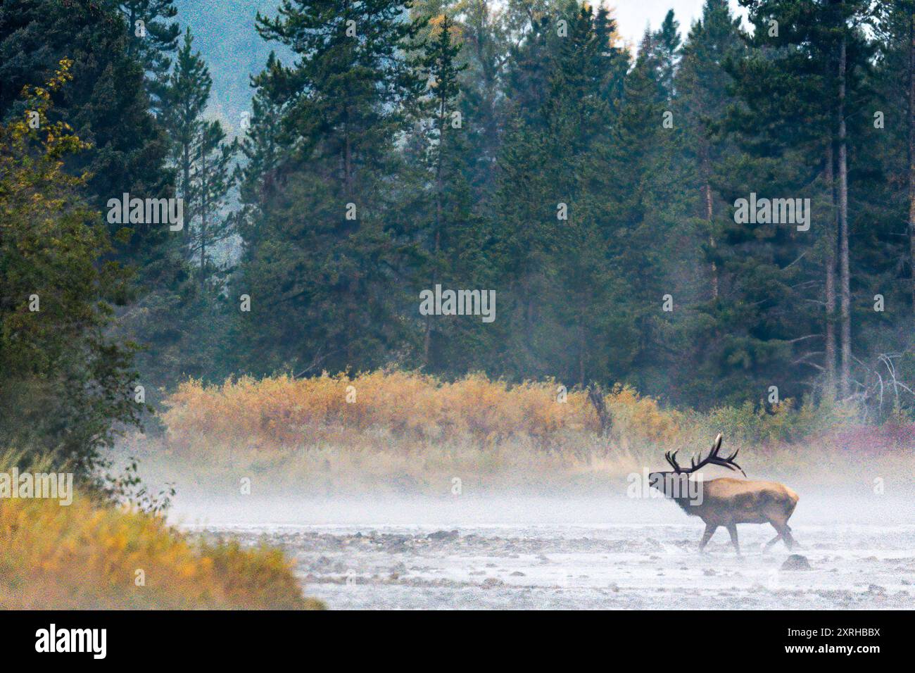 Elk rocheux (Cervus canadensis nelsoni) traversant la rivière serpent dans le parc national de Grand Teton pendant l'ornière d'automne. Banque D'Images