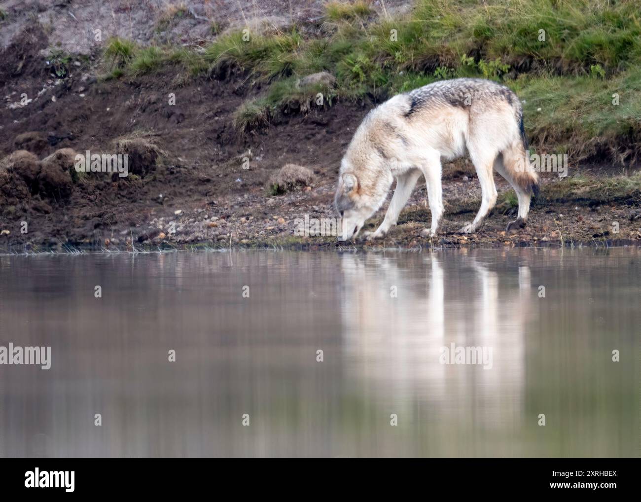 Loup gris (Canis lupus) de Wapiti pack, Hayden Valley le long de la rivière Yellowstone, parc national de Yellowstone Banque D'Images