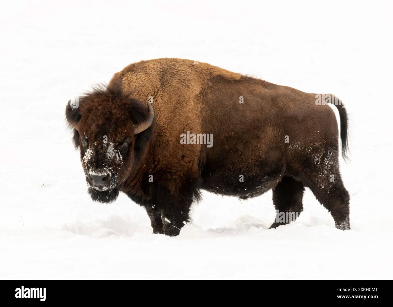 Bison d'Amérique (bison bison), également appelé buffle d'Amérique, survivant à l'hiver dans le parc national de Yellowstone, Wyoming, Amérique du Nord Banque D'Images