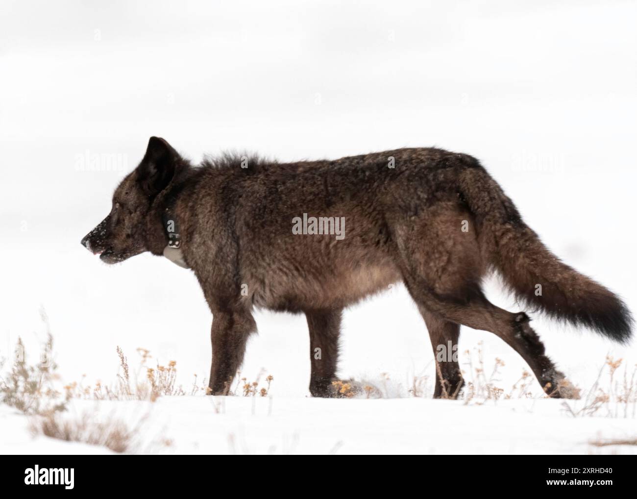 Loups gris (Canis lupus) 1229F du Junction Butte Pack, parc national de Yellowstone Banque D'Images
