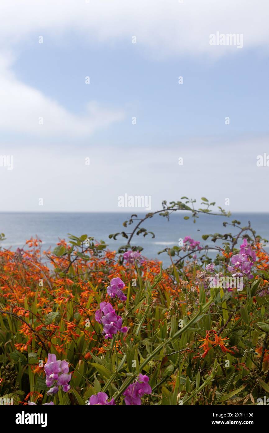 Fleurs sauvages de pois doux et de crocosmie poussant près de l'océan à Yachats, Oregon. Banque D'Images