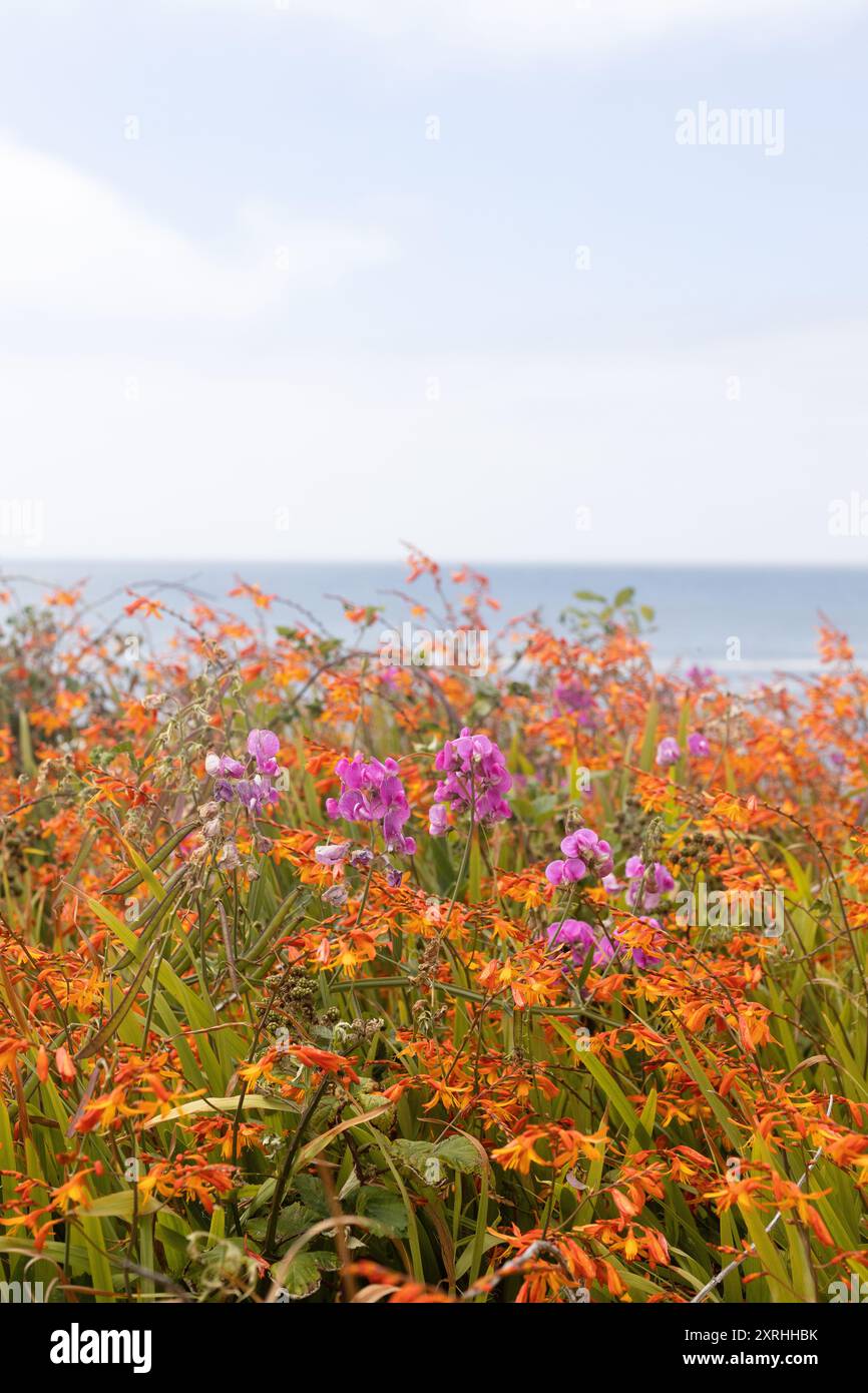 Fleurs sauvages de pois doux et de crocosmie poussant près de l'océan à Yachats, Oregon. Banque D'Images