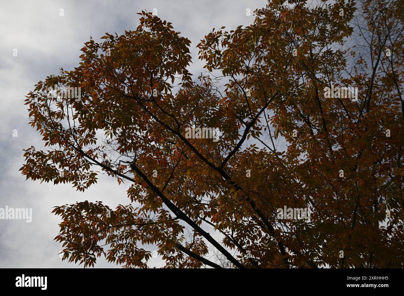 Paysage avec vue panoramique d'un arbre Acer palmatum avec des feuilles d'automne connu sous le nom d'érable japonais au jardin Shukkei-en à Hiroshima, Japon. Banque D'Images