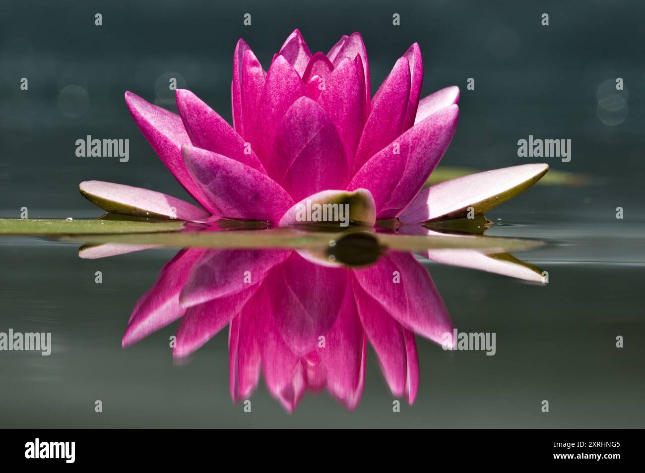 Nymphaeaceae aka nénuphar. Fleur rose fleurie à la surface de l'étang avec une très belle réflexion sur la surface de l'eau. Banque D'Images