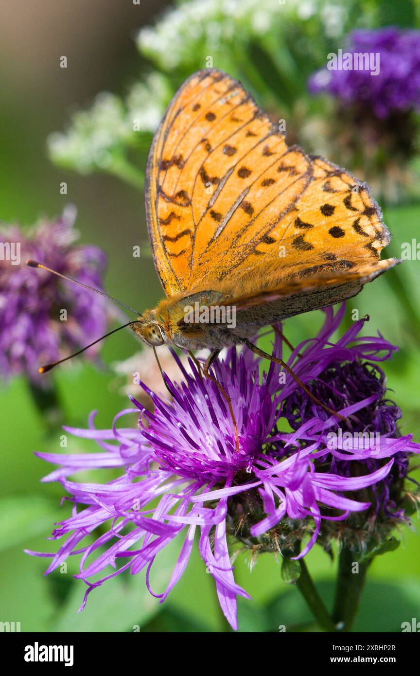 Argynnis adippe alias High Brown Fritillary. Papillon commun en république tchèque. Banque D'Images