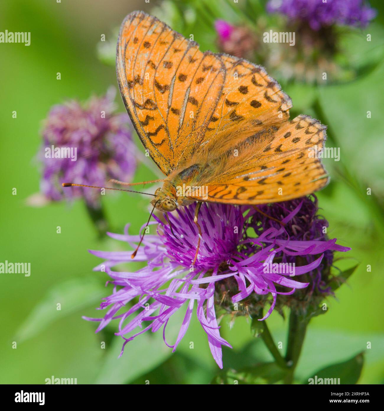 Argynnis adippe alias High Brown Fritillary. Papillon commun en république tchèque. Banque D'Images